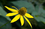 Cutleaf coneflower